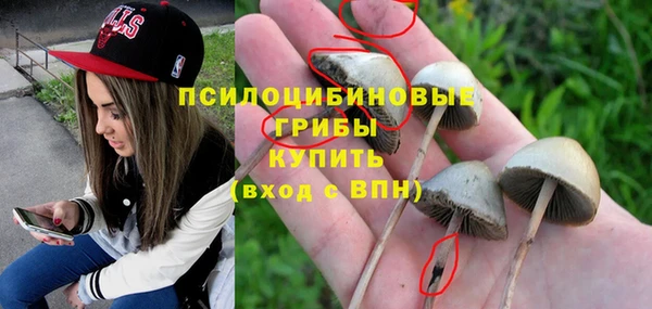 ПСИЛОЦИБИНОВЫЕ ГРИБЫ Горно-Алтайск